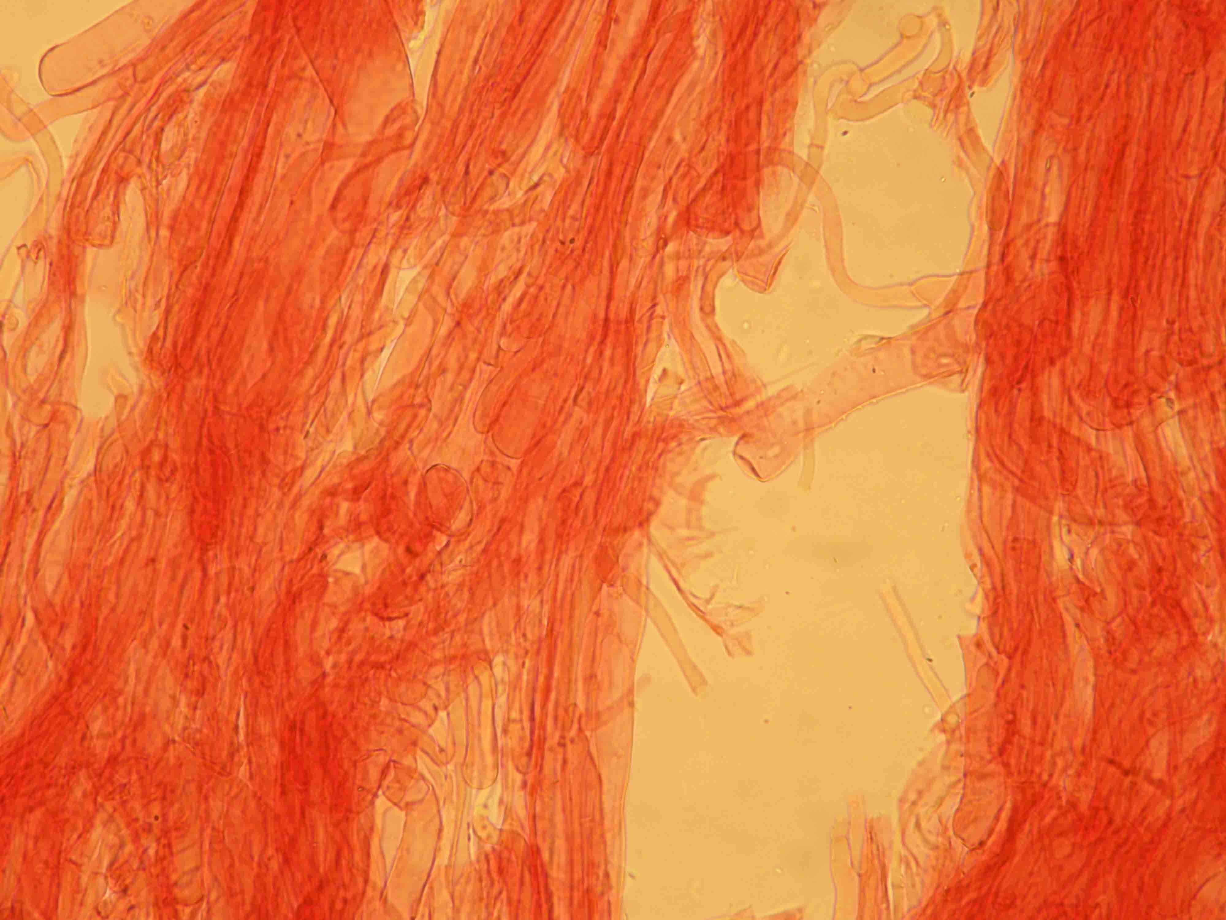 Strate principale détail