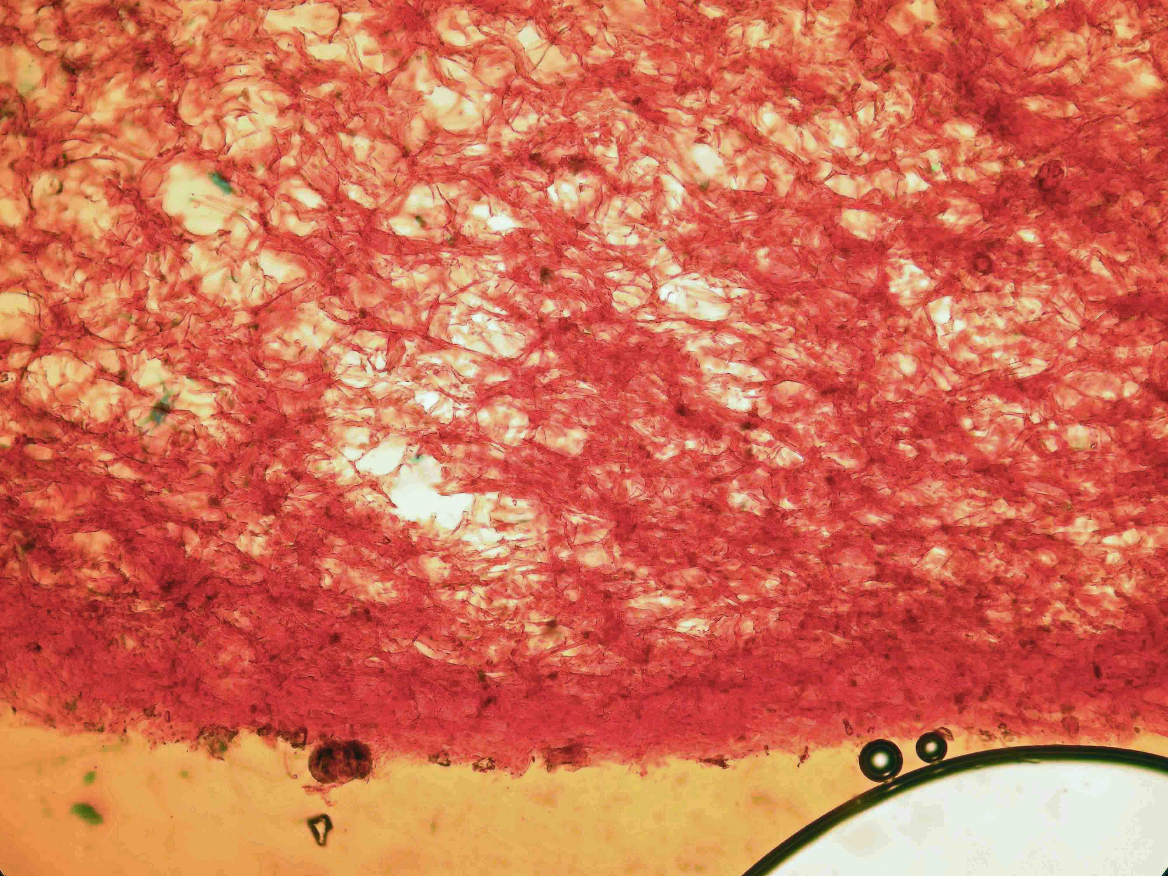 A. spadicea - Volve partie interne