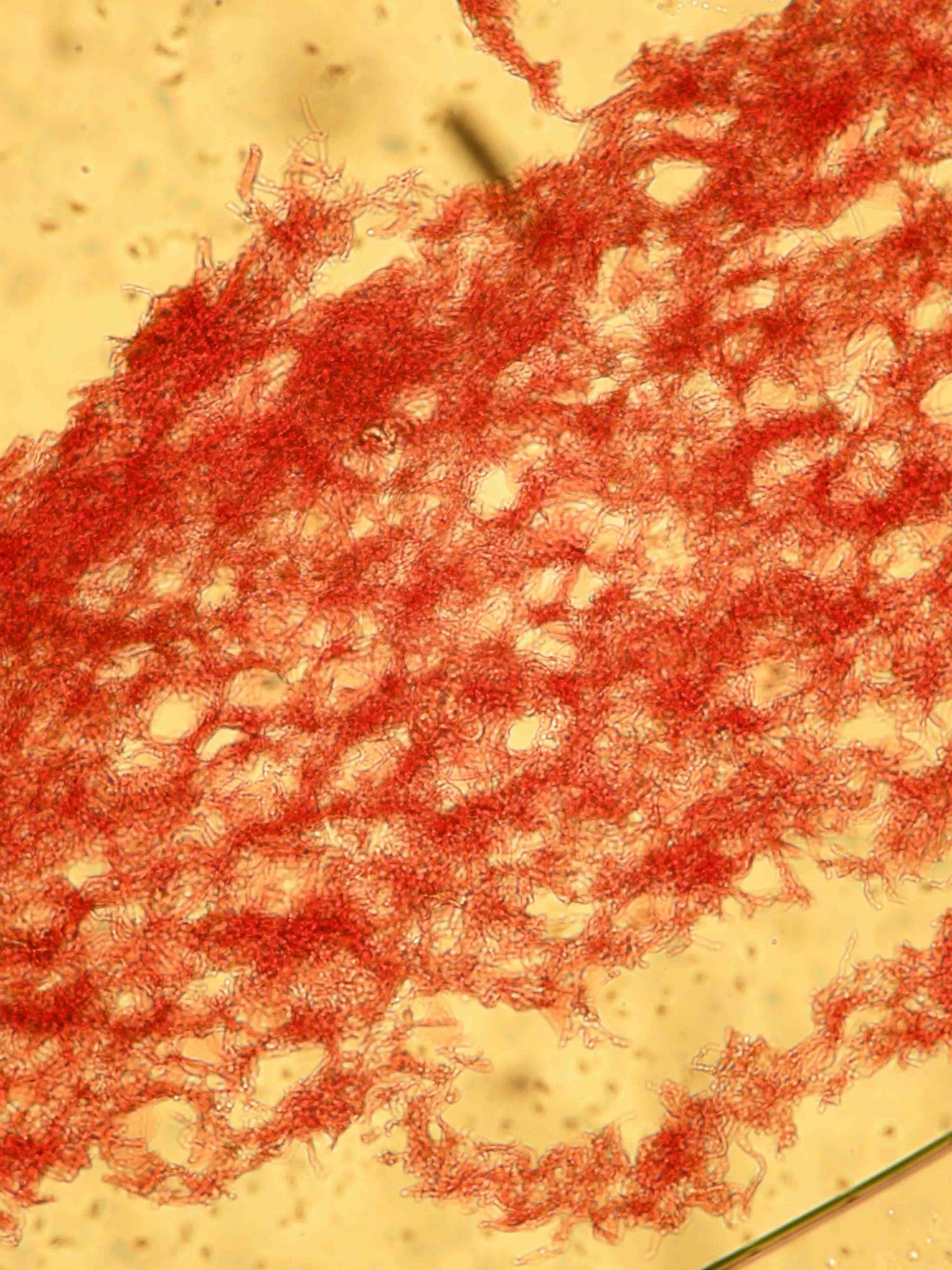 A. spadicea - Volve, partie externe